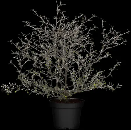 Corokia cotoneaster - 2 Ltr pot - image 5