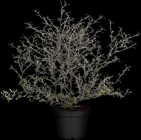 Corokia cotoneaster - 25-30 CM C2 - image 5