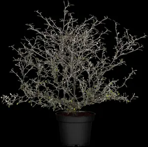 Corokia cotoneaster - 25-30 CM C2 - image 5