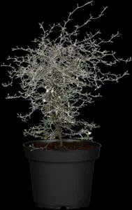 Corokia cotoneaster - 2 Ltr pot - image 3