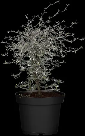 Corokia cotoneaster - 25-30 CM C2 - image 3