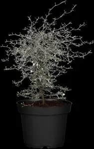 Corokia cotoneaster - 25-30 CM C2 - image 3