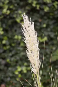 Cortaderia selloana - 4 Ltr pot - image 5