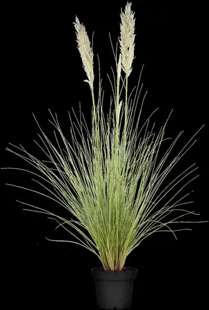 Cortaderia selloana - 4 Ltr pot - image 3