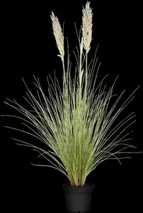 Cortaderia selloana - 4 Ltr pot - image 3