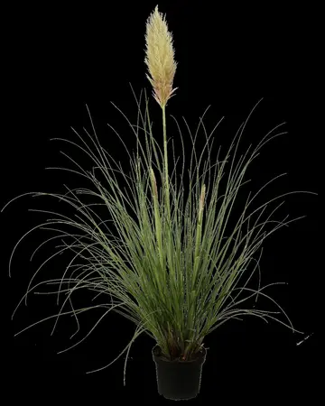 Cortaderia selloana - 4 Ltr pot - image 1