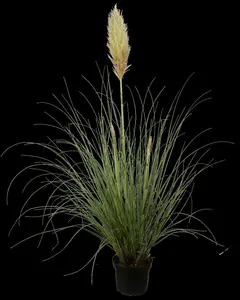 Cortaderia selloana - 4 Ltr pot - image 5