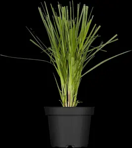 Cortaderia selloana - 4 Ltr pot - image 2
