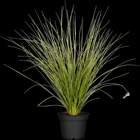 Cortaderia selloana - 4 Ltr pot - image 4
