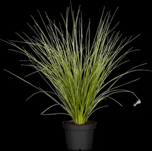Cortaderia selloana - 4 Ltr pot - image 4