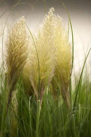 Cortaderia selloana 'Evita'? - 2 Ltr pot - image 1