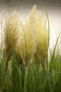 Cortaderia selloana 'Evita'?