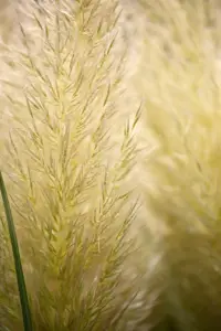 Cortaderia selloana 'Evita'? - 2 Ltr pot - image 2