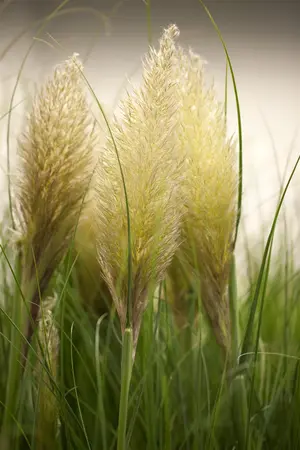 Cortaderia selloana 'Evita'? - 7.5 Ltr pot - image 1