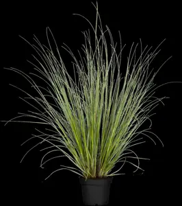 Cortaderia selloana 'Evita'? - 2 Ltr pot - image 5