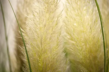 Cortaderia selloana 'Evita'? - 2 Ltr pot - image 4