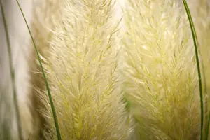 Cortaderia selloana 'Evita'? - 2 Ltr pot - image 4