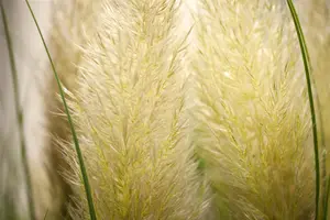 Cortaderia selloana 'Evita'? - 7.5 Ltr pot - image 4