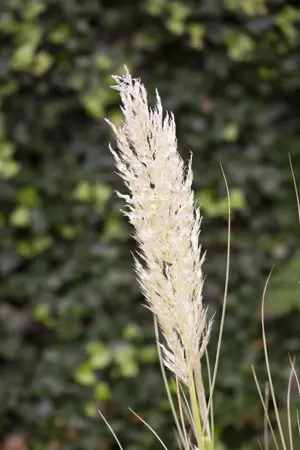 Cortaderia selloana 'Golden Goblin' - 10 Ltr pot - image 5