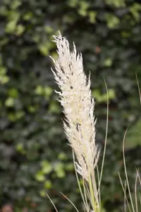Cortaderia selloana 'Golden Goblin' - 10 Ltr pot - image 5