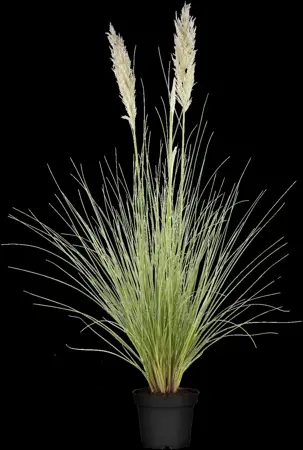 Cortaderia selloana 'Golden Goblin' - 10 Ltr pot - image 3