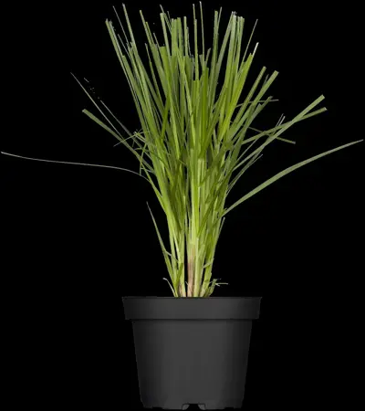Cortaderia selloana 'Golden Goblin' - 10 Ltr pot - image 2