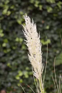 Cortaderia selloana 'Junior'