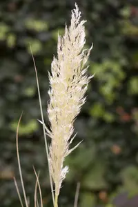 Cortaderia selloana 'Junior' - 3 Ltr pot - image 2