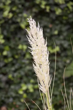 Cortaderia selloana 'Junior' - 15 Ltr pot - image 1