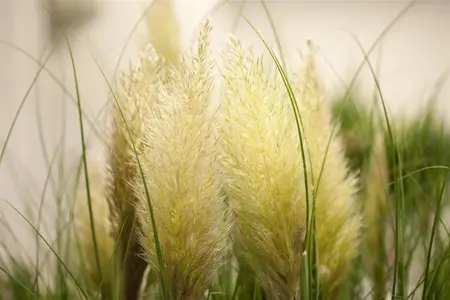 Cortaderia selloana 'Mini Pampas' - 2 Ltr pot