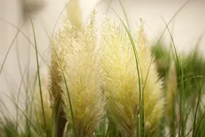 Cortaderia selloana 'Mini Pampas'