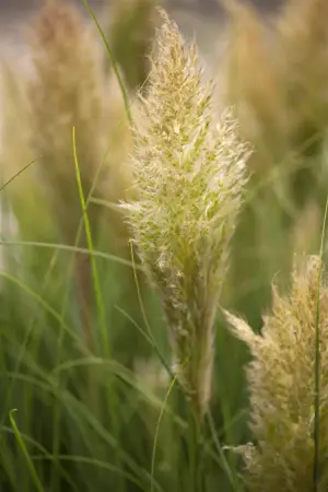Cortaderia selloana 'Pumila' - C6.5 - image 1