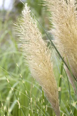 Cortaderia selloana 'Pumila' - 60-80 CM C7.5 - image 2