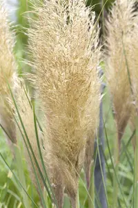 Cortaderia selloana 'Pumila' - 60-80 CM C7.5 - image 3