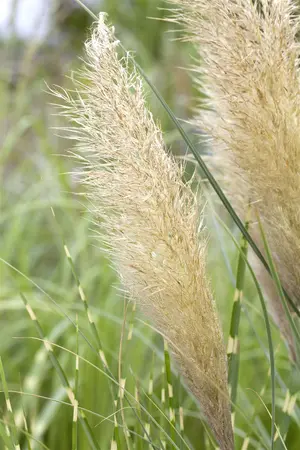 Cortaderia selloana 'Pumila' - 40-50 CM C5 - image 2