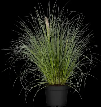 Cortaderia selloana 'Pumila' - C6.5 - image 4