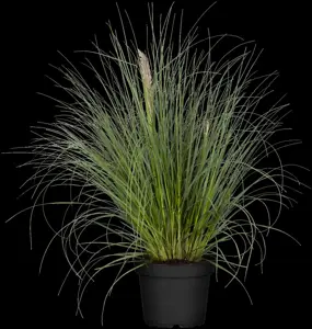Cortaderia selloana 'Pumila' - C6.5 - image 4