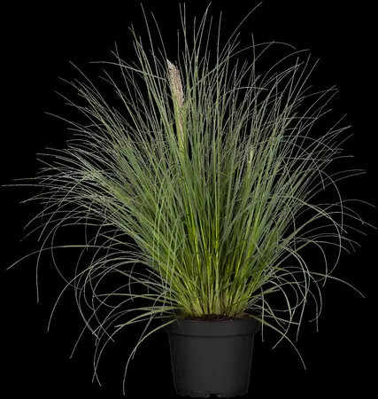 Cortaderia selloana 'Pumila' - 4 Ltr pot - image 4