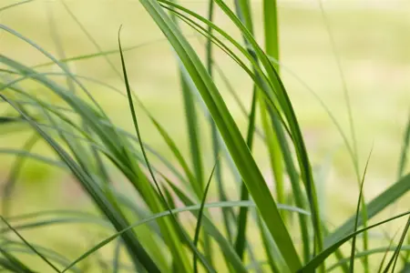 Cortaderia selloana 'Pumila' - P13 - image 5