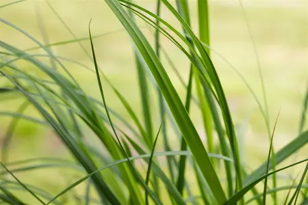 Cortaderia selloana 'Pumila' - C3.5 - image 4