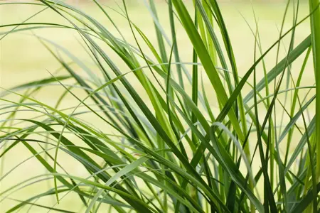 Cortaderia selloana 'Rosea' - P9