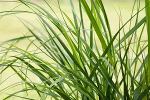 Cortaderia selloana 'Rosea'