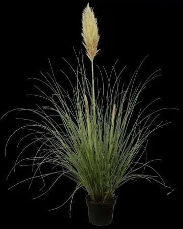 Cortaderia selloana 'Silver Minipampas' - P9 - image 1