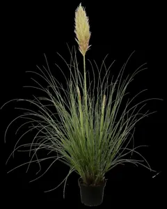 Cortaderia selloana 'Silver Minipampas'
