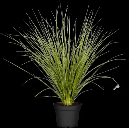 Cortaderia selloana 'Silver Minipampas' - P9 - image 4