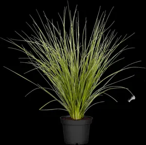 Cortaderia selloana 'Silver Minipampas' - P9 - image 4