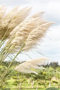 Cortaderia selloana 'Splendid Star'