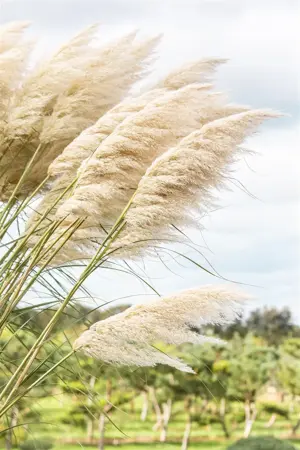 Cortaderia selloana 'Splendid Star' - P9