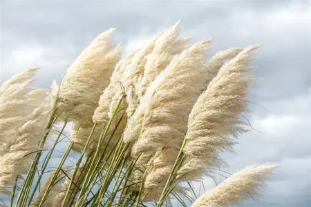 Cortaderia selloana 'Sunningd. Silver' - 3 Ltr pot