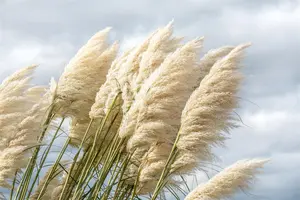 Cortaderia selloana 'Sunningd. Silver'